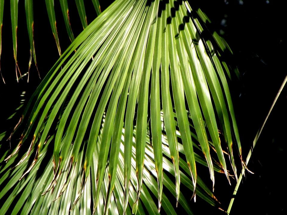 Beach tree nature forest