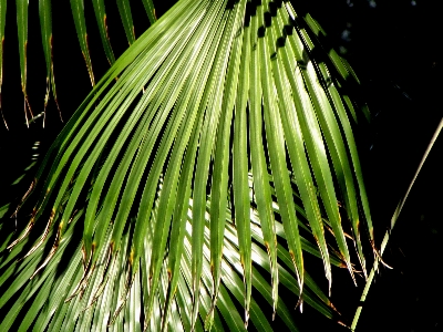 Beach tree nature forest Photo