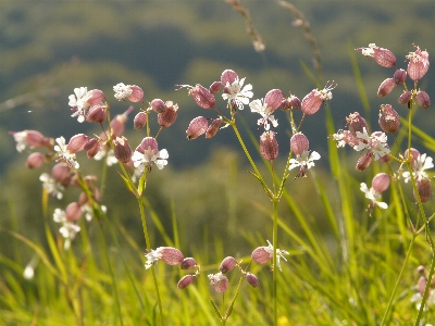 Nature grass blossom light Photo