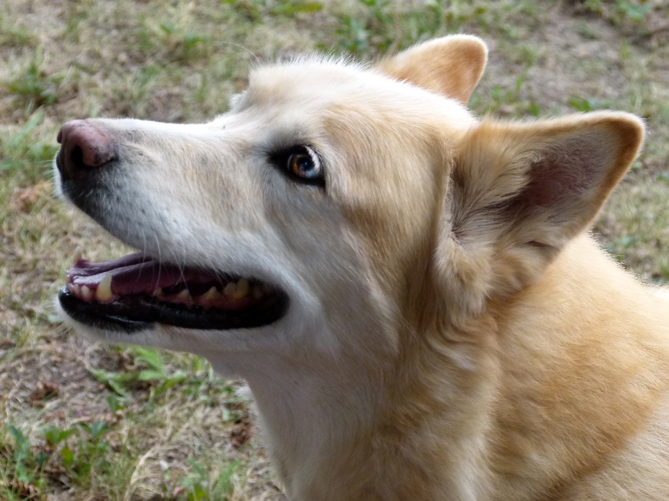 Hund eckzahn
 haustier säugetier