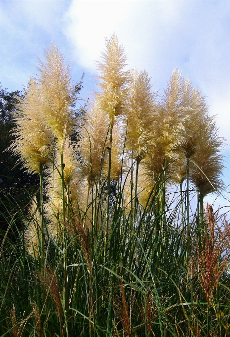 Tree grass branch plant