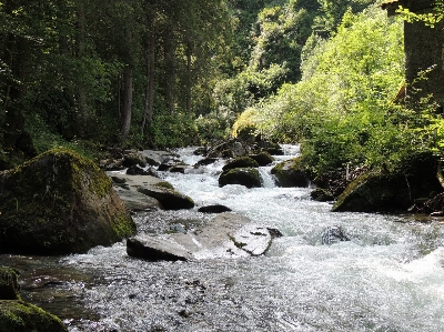 Water nature forest rock Photo