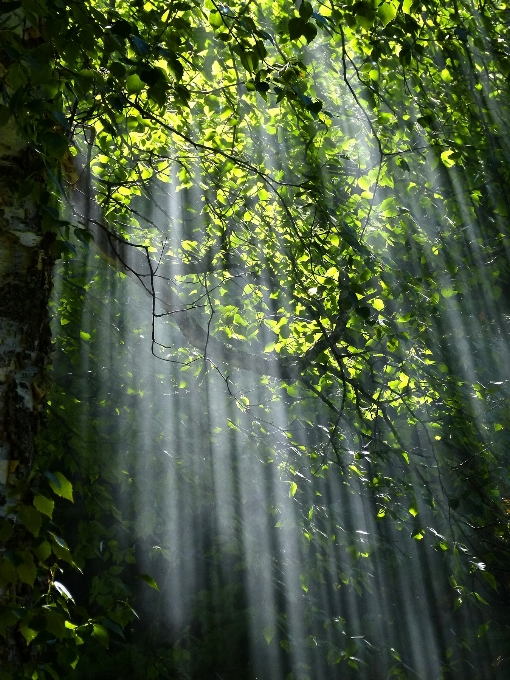 Albero acqua natura foresta