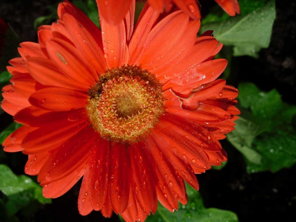 Nature blossom plant rain