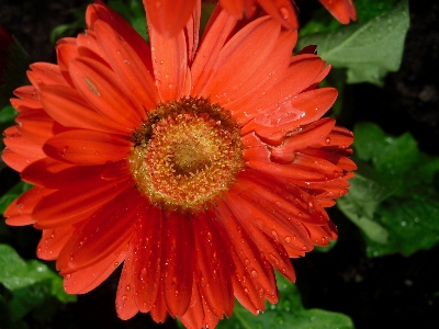 Nature blossom plant rain Photo