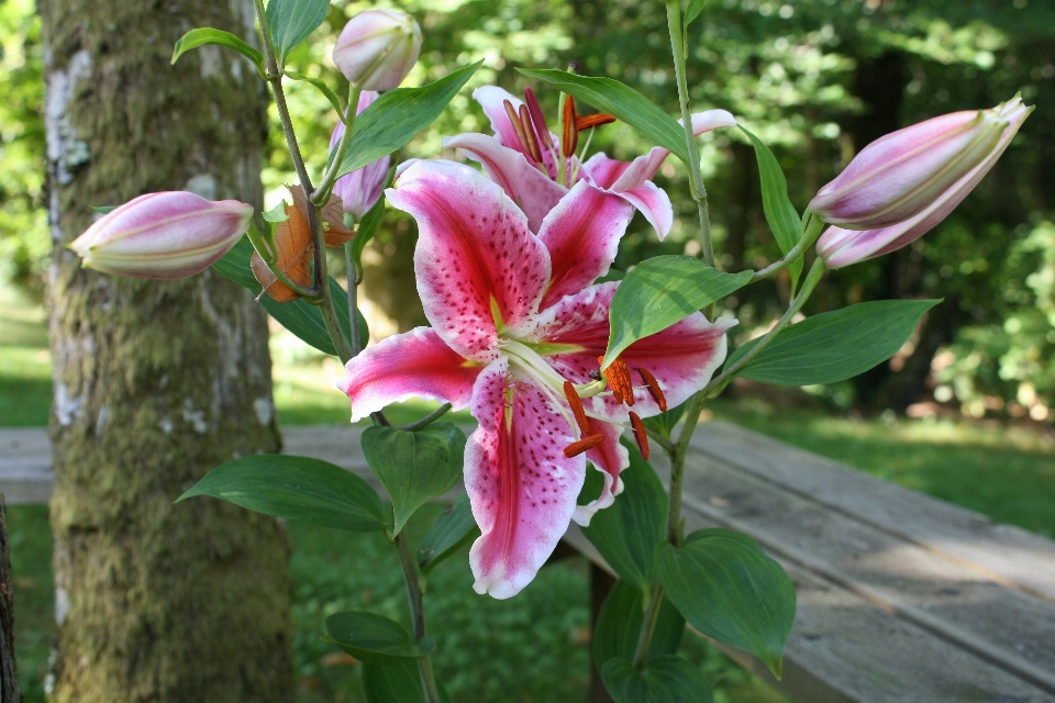 Blossom plant flower bloom