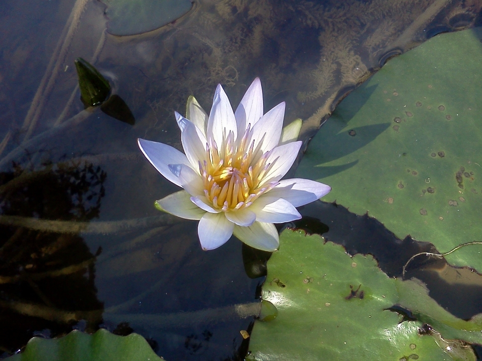 Acqua natura fiore pianta