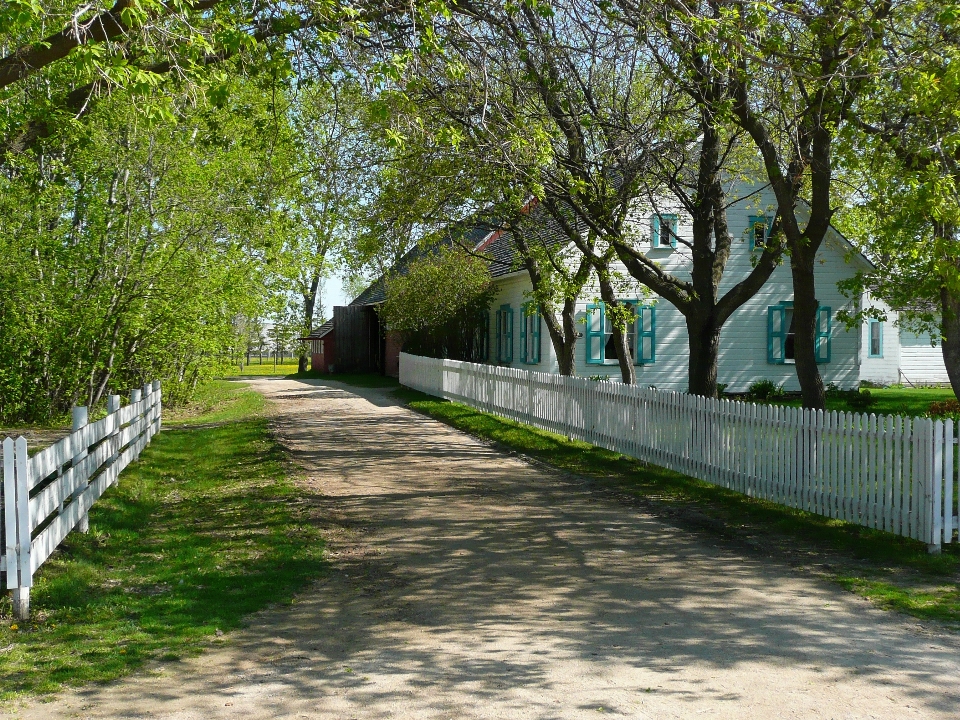 дерево изгородь архитектура дорога