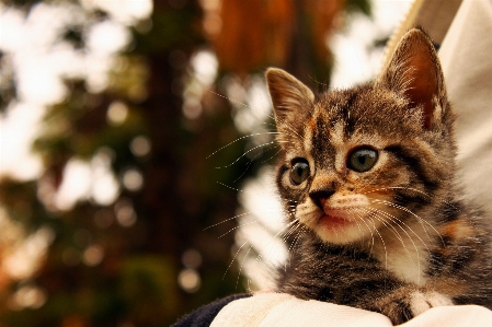 動物 ペット 子猫 猫 写真