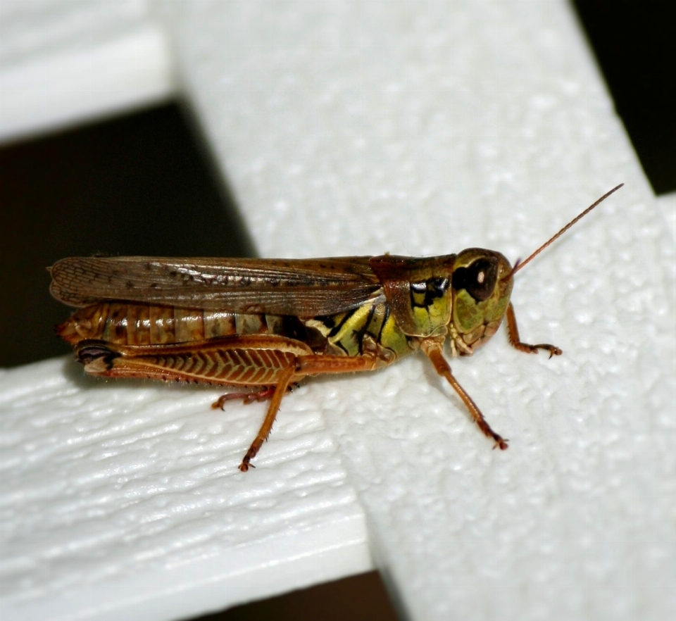 Sommer tierwelt antenne insekt