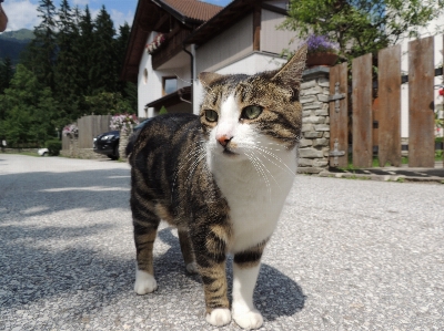 Foto Animale gatto mammifero basettoni
