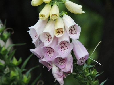 Photo Nature fleurir usine fleur