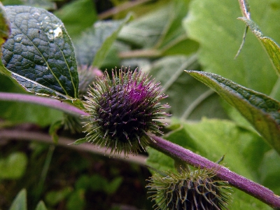 Foto Paesaggio natura all'aperto fiore