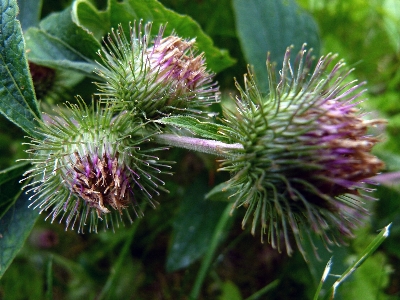 Foto Paesaggio natura all'aperto fiore