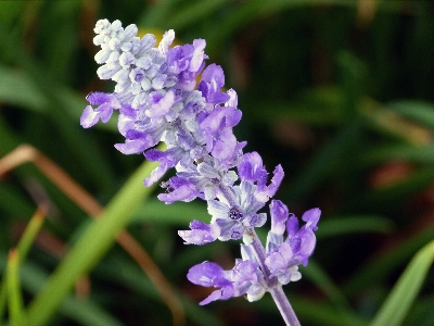 Nature outdoor blossom growth Photo