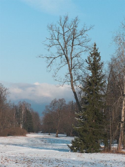 Landscape tree nature forest