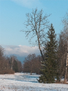 Landscape tree nature forest Photo