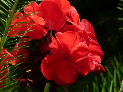 Landscape nature outdoor blossom Photo