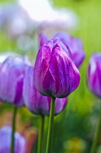 自然 植物 花 花弁 写真