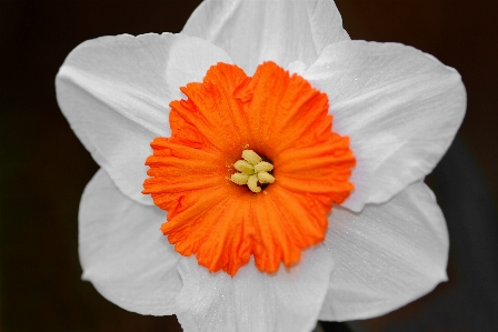 Nature blossom plant white Photo