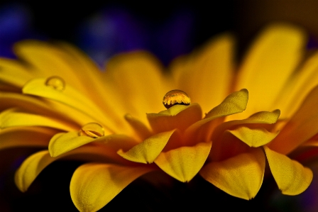 Nature blossom plant photography Photo