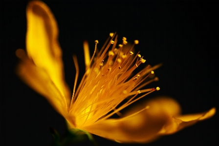 Nature blossom light plant Photo