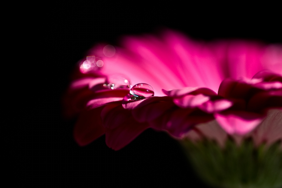 自然 花 植物 写真撮影