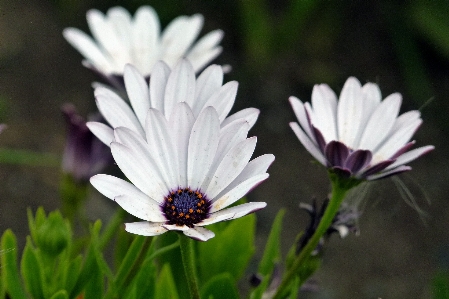 風景 自然 草 花 写真