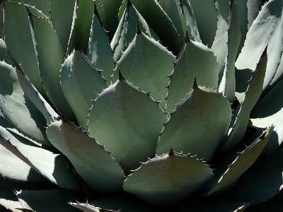 Nature cactus plant flower Photo