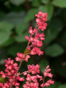 Nature blossom plant leaf Photo