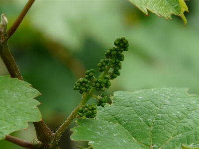 Tree nature branch plant Photo