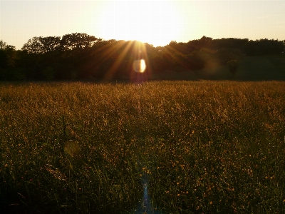 Zdjęcie Krajobraz drzewo natura trawa