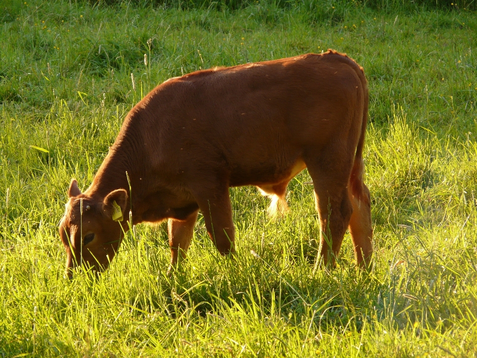 Grama campo fazenda prado
