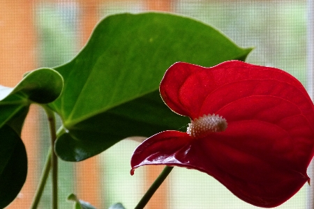 Landscape nature blossom growth Photo