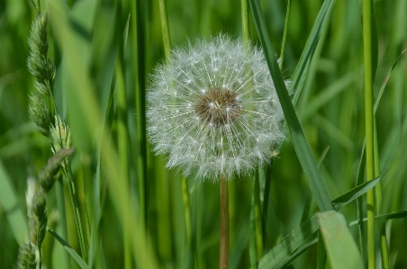 Nature grass plant white Photo