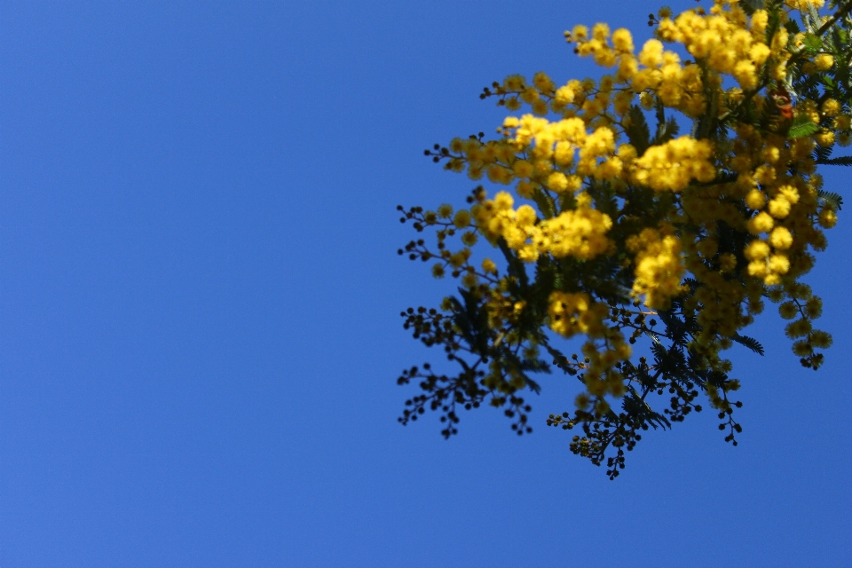 árbol naturaleza rama florecer