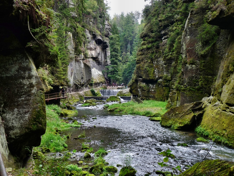 Landschaft baum wald rock