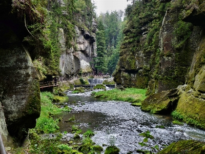 Landscape tree forest rock Photo