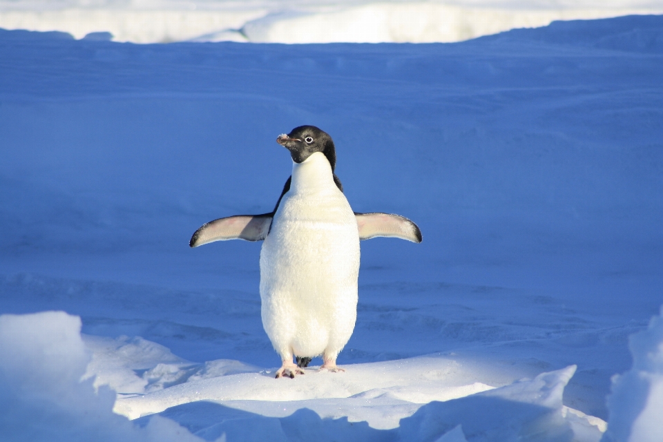 Water snow winter bird