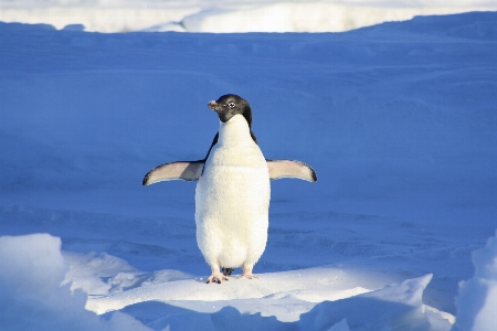 Water snow winter bird Photo