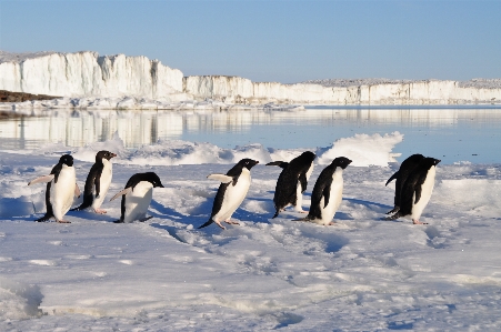 Foto água neve inverno pássaro