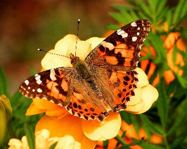 Nature growth photography flower Photo