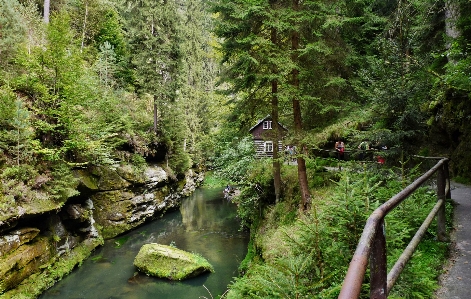 Foto Pohon hutan gurun
 sungai