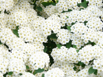 Plant white flower flowers Photo