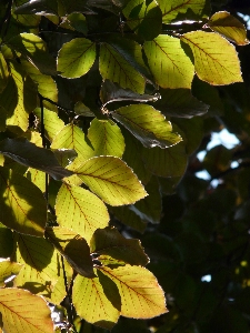 Tree nature forest branch Photo