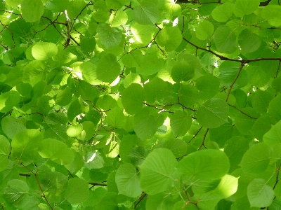 Tree nature grass branch Photo