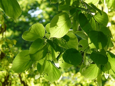 Tree branch plant sunlight Photo