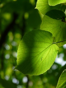 Tree nature branch light Photo