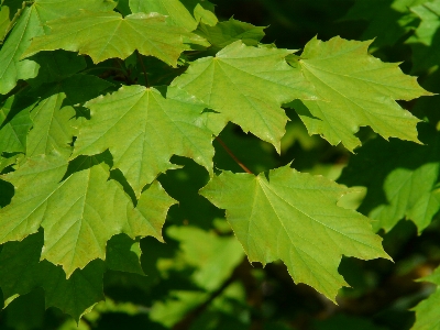 Tree branch light plant Photo