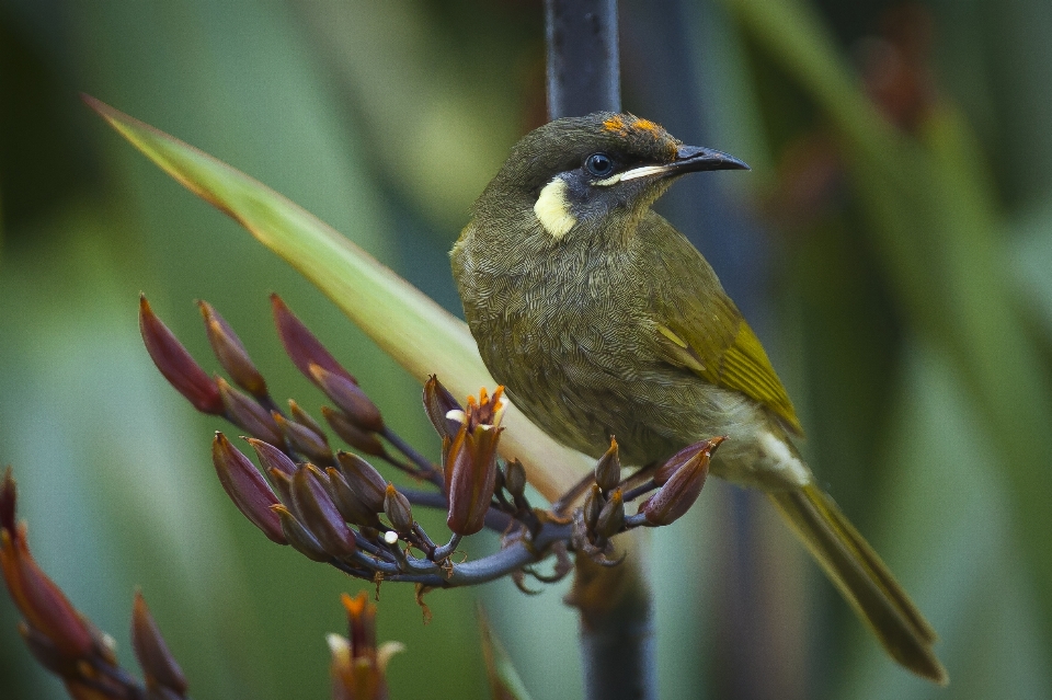 Naturaleza rama pájaro flor